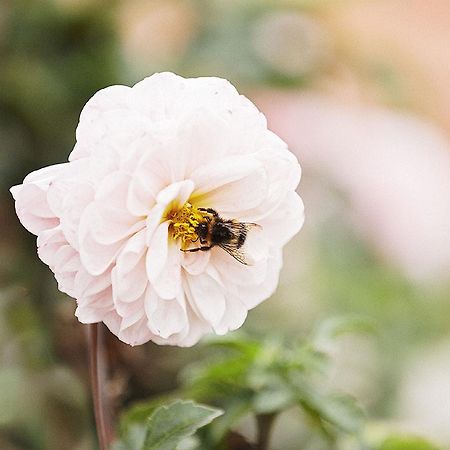 Gasthaus Hummel Duggendorf Exteriör bild